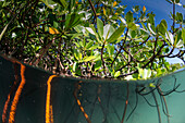 Rhizophora sp. mangrove above and below split shots from Sau Bay, Vanua Levu, Fiji, South Pacific, Pacific