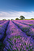 Lavender field in flower, Faulkland, Somerset, England, United Kingdom, Europe