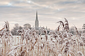 Salisbury athedral at dawn in winter, Salisbury, Wiltshire, England, United Kingdom, Europe