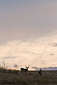 Two white tail deer spar and chase each other in the Saphire Mountains of Montana