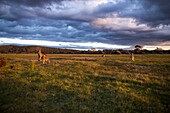 A group of kangaroos graze the grassy meadows of Narawntapu National Park.