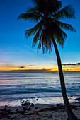 Palm tree at sunset on San Juan beach, San Juan, Siquijor Island