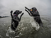 Two dogs play in the water.