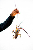 Anonymous hand holds a large lobster by the antenna against white backdrop.