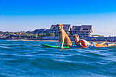 Surfer with a dog on the surfboard.