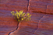 Landscapes of Valley of Fire State Park, NV