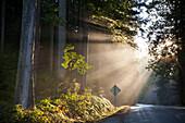 Beams of sunlight shine through the canopy on to a country road in British Columbia, Canada.