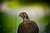 A female Spruce Grouse Falcipennis canadensis