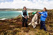Hiking with a donkey along the coast of Crozon peninsula, Finistère, Brittany, France, Europe