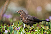 Amsel Weibchen, Turdus merula, Bayern, Deutschland