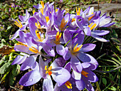 Gartenkrokus in Blüte mit Biene, Crocus spec., Garten, Deutschland