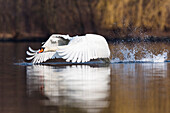 Mute Swan in flight, Cygnus olor, Upper Bavaria, Germany, Europe