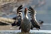 Greylag Goose beating wings, Anser anser, Bavaria, Germany, Europe