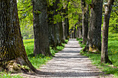 Oaks, Alley in spring, Kottmueller-Allee, Murnau, Upper Bavaria, Germany
