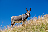 Donkey, Equus asinus, Southern France, Europe