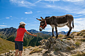 Hiking with a donkey in the Queyras, Alps, France, Europe
