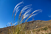 Feather Grass, Stipa sp., Alps, Queyras, France, Europe