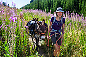 Hiking with a donkey in the Queyras, Alps, France, Europe