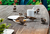 Haussperlinge auf Kaffetisch im Garten, Passer domesticus, Deutschland