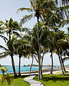 a vewi of the beach through palm trees on elbow cay in the Abacos, the bahamas