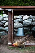 From small, homemade structures to large, elaborate homes, chicken coops are growing in popularity in the country.