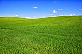 Cereal crop in the spring. Wheat