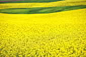 Growing rapeseed field in spring