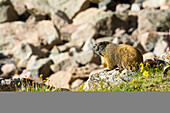 Marmot above Chasm Lake below Long's Peak, Rocky Mountain National Park, Estes Park, Colorado.