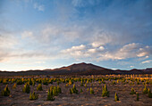 A small farm of trees at sunset. The Salar de Uyuni is the world's largest salt flat and home to one of the largest deposits of lithium in the world. The communities surrounding this region could potentially benefit greatly or suffer with the development 