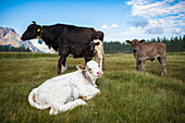 Little cows in the beautiful landscape of Devero Valley, Piemonte, Italy.