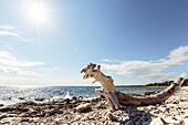 Driftwood log at the Mediterranean coast, Peroj, Istria, Croatia