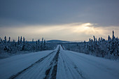 Snow covered trees at Dalton Highway, Yukon-Koyukuk Census Area, Alaska, USA