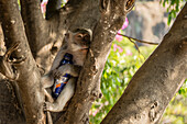 Affe sitzt mit gestohlener Wasserflasche auf einem Baum, Bali, Indonesien