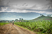 Cyclists riding along a road in sugar cane fields, Java, Indonesia