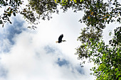 Nashornvogel beim Abflug in den Baumwipfeln, Java, Indonesien