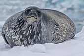 Adult Weddell seal Leptonychotes weddellii, hauled out on ice in Buls' Bay, Brabant Island, Antarctica, Polar Regions