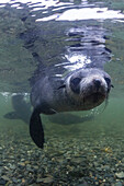 Curious Antarctica fur seal pups Arctocephalus gazella, underwater in Husvik Bay, South Georgia, UK Overseas Protectorate, Polar Regions