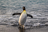 King penguin Aptenodytes patagonicus returning from the sea at Gold Harbour, South Georgia, Polar Regions