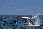 Mother humpback whale Megaptera novaeangliae breaching near her calf in Icy Strait, southeast Alaska, United States of America, North America
