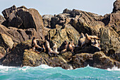 Steller sea lion Eumetopias jubatus, haul out on S'Gang Gwaay Llanagaay, Anthony Island, Haida Gwaii Queen Charlotte Islands, British Columbria, Canada, North America
