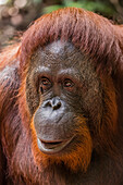 Reintroduced female orangutan Pongo pygmaeus, Camp Leakey, Tanjung Puting National Park, Borneo, Indonesia, Southeast Asia, Asia