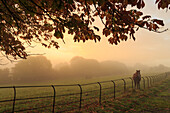 Distant horse in a field at sunrise on a foggy morning in autumn, High Tor, Matlock, Derbyshire Dales, Derbyshire, England, United Kingdom, Europe