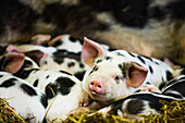 Piglets in Gloucestershire, England, United Kingdom, Europe