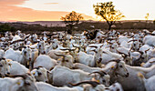 Goats in Andalucia, Spain, Europe