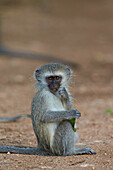 Vervet monkey Chlorocebus aethiops, juvenile, Kruger National Park, South Africa, Africa