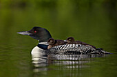 Common Loon Gavia immer chicks riding on their mother's back, Lac Le Jeune Provincial Park, British Columbia, Canada, North America