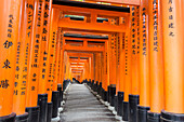 Fushimi Inari Taisha, Shinto shrine, vermilion torii gates line paths in wooded forest on Mount Inari, Kyoto, Japan, Asia