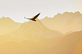 Bald eagle, Kenai Peninsula, Alaska, United States of America, North America