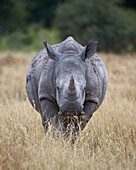 White rhinoceros Ceratotherium simum, Kruger National Park, South Africa, Africa