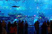 Dubai Aquarium, Unterwasser Zoo, Dubai Mall, Dubai, Vereinigte Arabische Emirate, VAE